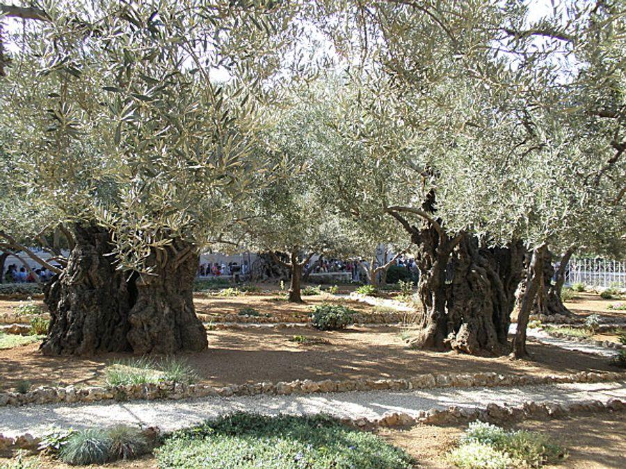 Jardin des oliviers